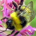 bee on flower