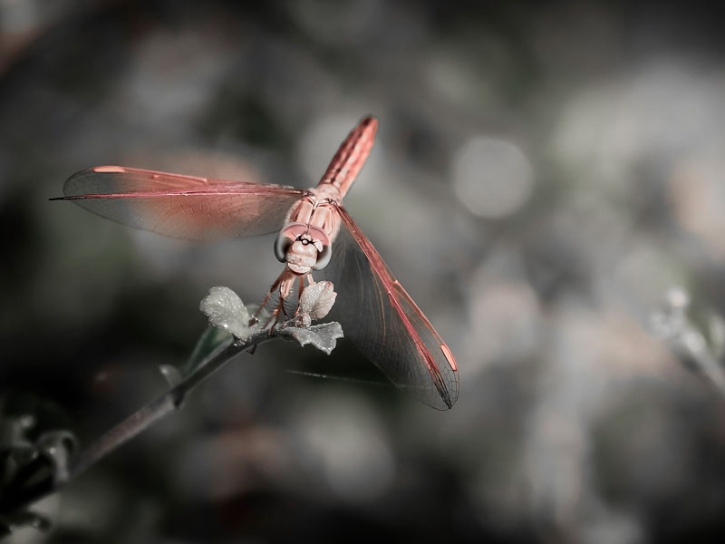 Dragonfly 2