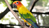 Parrot Three