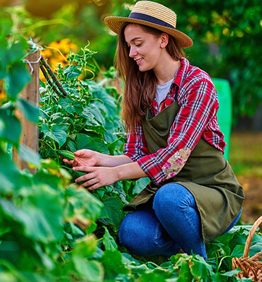 Choosing the Right Variety of Potato to Grow